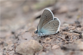 <p>MODRÁSEK LESNÍ (Cyaniris semiargus) Slovensko - Belianské Tatry ----- /Mazarine blue - Rotklee-Bläuling/</p>